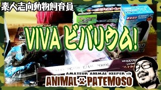 VIVAビバリウムの為に買い物をした!!【アカハライモリ Japanese fire belly newt】【ビバリウムvivarium】