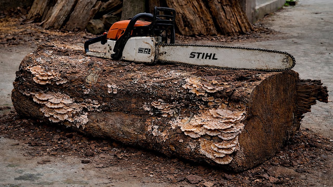 Transforming Dead Trees Covered In White Fungus Into Vibrant Works Of Art By A Young Carpenter.