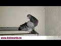 Таджикские голуби Амира Абдуллаева