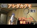 【閲覧注意】アシダカ軍曹（アシダカグモ）が毎日発生！撃退スプレー噴射！！