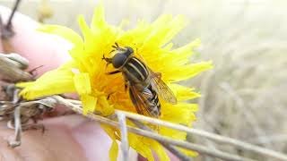 Sun Fly, Helophilus pendulus, female, Vlieland, FR, the Netherlands, 25 Aug 2024 (5)