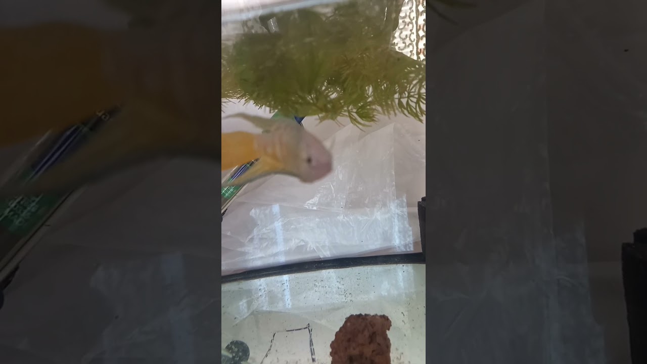 отсадил макропода.Подготовка к нересту.      