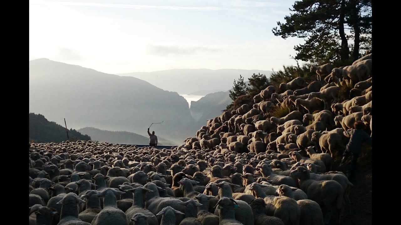 Retours au source : La transhumance Maxresdefault