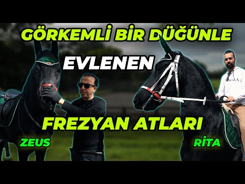 İngiliz Kraliyet Ailesi Secereli Frezyan Atları! - Burak At Çiftliği (3.Bölüm)