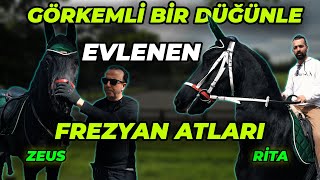 İngiliz Kraliyet Ailesi Secereli Frezyan Atları! - Burak At Çiftliği (3.Bölüm)