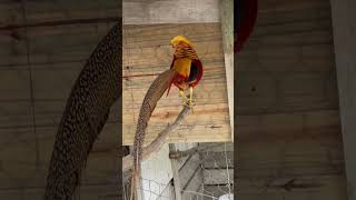 Faisão Dourado Tão Perfeito Que Não Precisa Nem De Filtro Ão