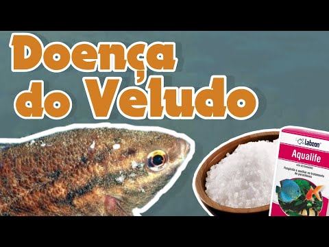 Vídeo: Sintomas, causas e tratamento da doença de veludo