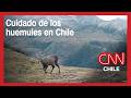 Futuro 360: Así se protegen los huemules en la zona Austral