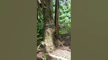 Bundok Adventure 