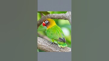 relaxing puzzle solving🧩|| #trending #jigsaw #puzzle #challenge #viral #shorts #parrot #birds