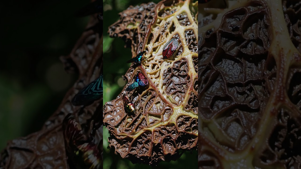 A Beautiful Insect in Nature | AI Cinematic Macro Wildlife | RDFX AI