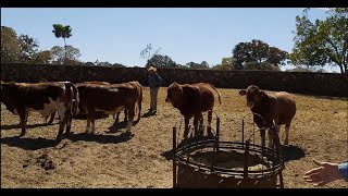 Como hacen en rancho El Saucillo, el destete.