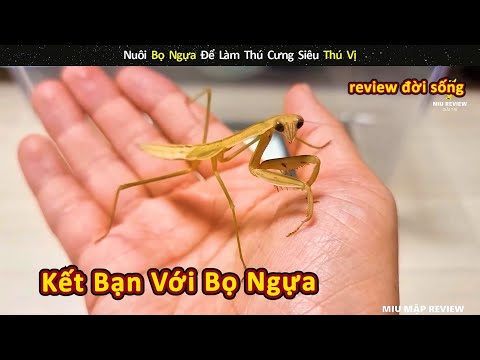 Video: 4 cách chế biến món ăn cho lợn Guinea