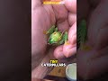 respect grasshopper for hard work❤️‍🩹 #shorts #respect #insect #hardwork #shortvideo