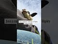 when your camera is full of Ripley sheep vids.