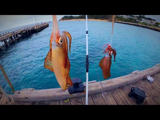 Squid Fishing | WILD Conditions #squidfishing class=