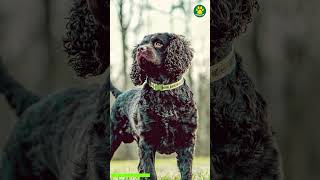 American Water Spaniel The Rare Hunting Breed 26/100 #pawsomedogs