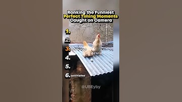 Ranking the Funniest Perfect Timing Moments Caught on Camera #shorts