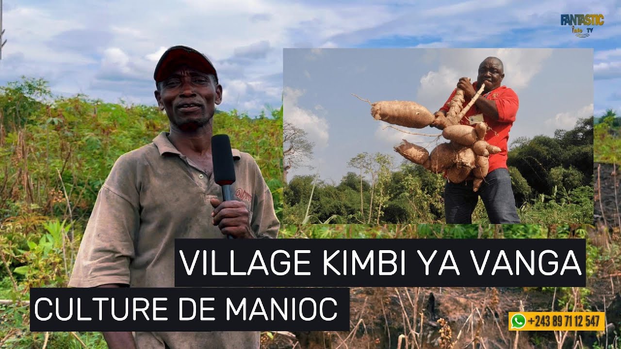 VOICI LES CHAMPS DES MANIOCS  AU VILLAGE KIMBI YA VANGA