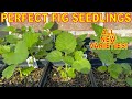 Breeding Figs: How To TRANSPLANT Figs And Thin PERFECT FIG SEEDLINGS