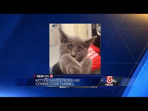 वीडियो: पेट स्कूप: ट्रूपर ने बोस्टन टनल से कैट को बचाया, प्यारा दुर्लभ गोरिल्ला बेबी बोर्न