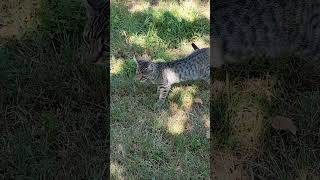 LittleKitty🐈#lol #gattino #carino #gattidivertenti #animali #atteggiamento #di tendenza #videovir...