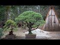 Repotting a Bonsai: Monterey Cypress