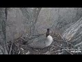 Decorah Mom Goose lays 2nd egg.    Explore.org. 3/25/22