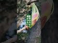 食べられる新芽、6選。やわらかくて、栄養が集中して、タイミングが短い。開ききる前だけがピーク。タラノキ・コシアブラ・ハリギリ・クワ・カキ・サクラ、それぞれの食べ頃と特徴をまとめました。