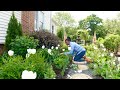 Planting annuals begonias alyssum  supertunia vista in the fountain area  garden addictz