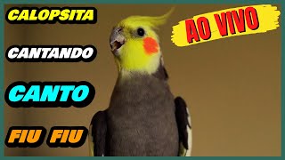 CALOPSITA (Nymphicus hollandicus) CANTANDO MUITO AO VIVO CANTO FIU FIU