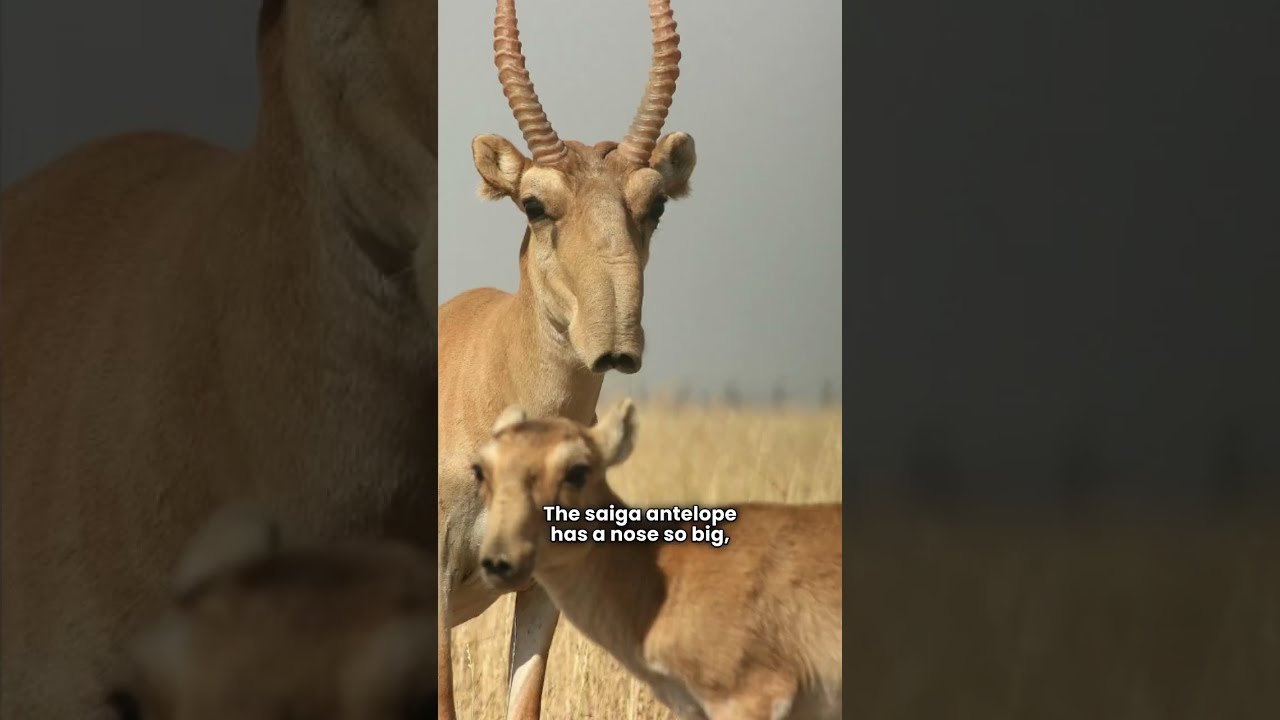 5 Weird Animals You Won T Believe Exist 