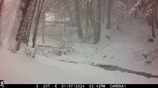 January 2024 trail cam highlights. Part 1