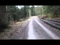 Samoyeds, walk in the wood.  Samojeden Spaziergang im Wald.