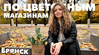 видео: Обзор комнатных растений в ОБИ, Город цветов, Флорина » Октябрь 2024 картинка: Обзор комнатных растений в ОБИ, Город цветов, Флорина » Октябрь 2024