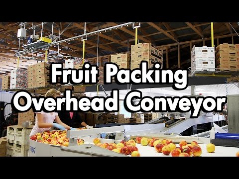 Fruit Packaging using an Empty Carton Delivery Conveyor