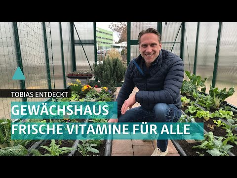 Video: Anbau Von Gemüse In Einem Gewächshaus