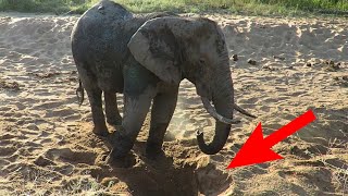 How Do African Bush Elephants Find Water Underground - Digging For Water Tale of the Trunk
During the dry season, when water is low, an elephant will dig holes to find underground springs, drawing as much as two gallons at a time with its trunk. The water holes also give elephants access to important mineral sources buried deep below the surface.
While these open wells provide a water source for thirsty elephants, other wildlife also depend on them for survival. After elephants leave an area, smaller creatures rush to the watering holes dug by the elephants. Throughout their daily lives, elephants are the landscape architects essential for creating worn paths through the thick forests, excavating trees in the open savannahs, and unearthing water wherever it is needed.
Plucking fruit from trees with their flexible trunks, elephants feed themselves — and help forests regenerate. After having walked many miles, the elephants excrete the seeds of the fruit, which sprout in fertile dung piles and create new trees in other parts of the forest. Recent studies have shown that 90 different tree species depend on hungry elephants in order to prosper. Without elephants, Africa would look vastly different. How Do African Bush Elephants Find Water Underground - Digging For Water Tale of the Trunk