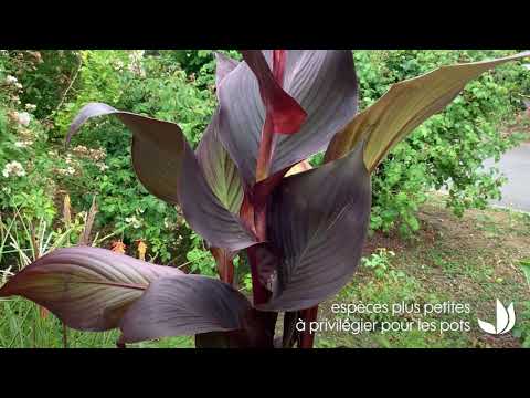 Vidéo: Belles plantes multicolores – Cultiver des plantes aux feuilles multicolores