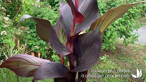 Dove cresce la canna comune?