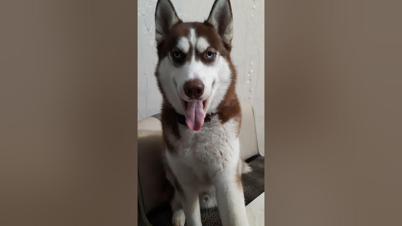Хаски жалуется. Сибирский хаски щенки. Хаски жалуется. Хаски жалуется. Хаски испугался.