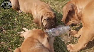 Real Boerboels - Puppy Pecking Order Play: Adorable Battles for the Ultimate Lick! 🐾🥇