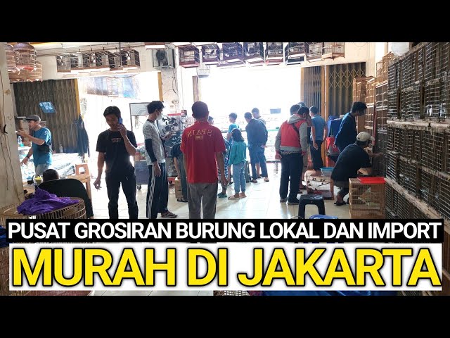 TERNYATA INI ! AGEN DAN PUSAT GROSIRAN BURUNG LOKAL DAN IMPORT MURAH DI JAKARTA class=