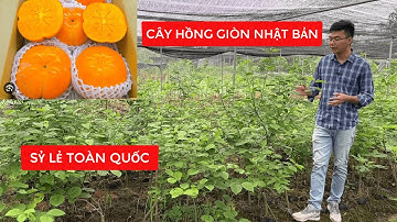 CÂY HỒNG GIÒN NHẬT BẢN | Qủa To,Không Hạt,Ăn Tươi Không Chát | Đt/Zalo 0968750386