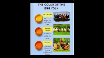 Know … The Color Of The Egg York …