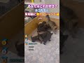 癒される…ネコの反則級に可愛いシーン5選 #動物 #2ch動物スレ #shorts