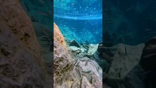 Amazing View Under The Water #Beautiful #Amazingvideo2024
