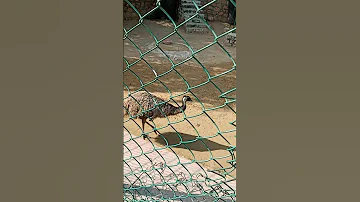 Machiya Park Zoo Jodhpur Zoo Machiya Rajasthan Jodhpur Tour Enjoyment Yt Short 