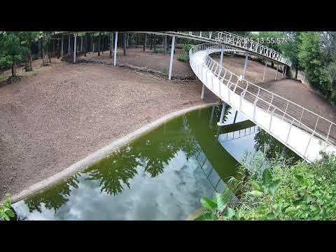 Bisons at the Zoo Live Stream