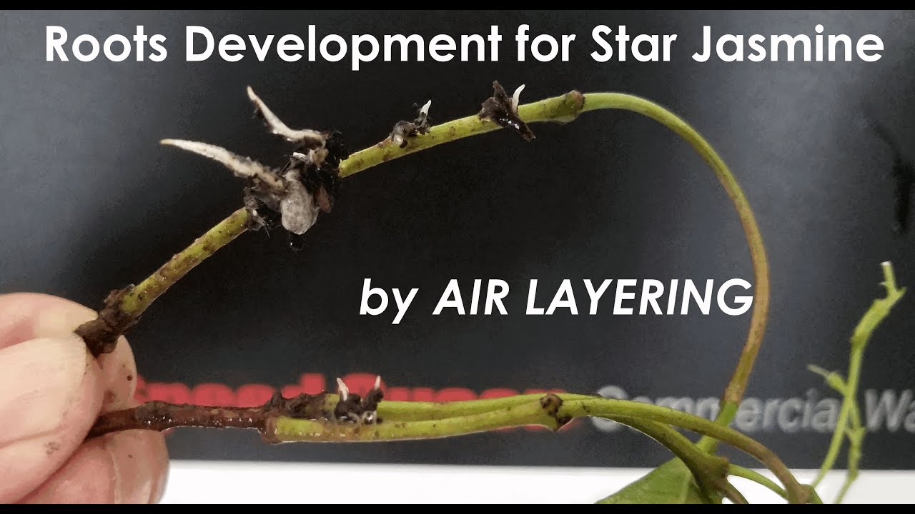 How to Easily Propagate a Bunch of Star Jasmine (2 Months Rooting